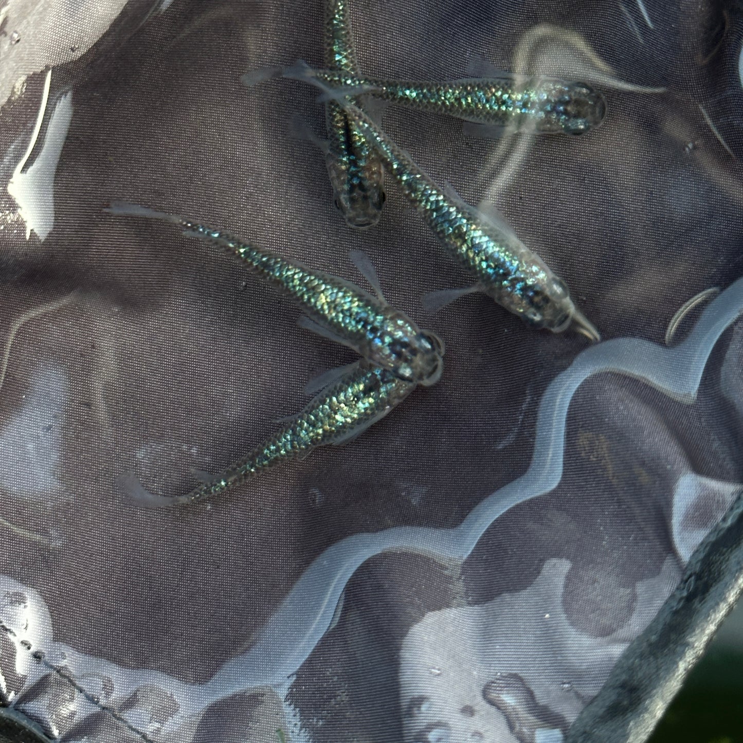 Aurora Miyuki Sapphire Medaka Rice Fish Eggs 10 fertilized eggs - US Bred