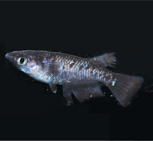 Black Diamond Medaka Rice Fish Eggs 10 fertilized eggs - US Bred