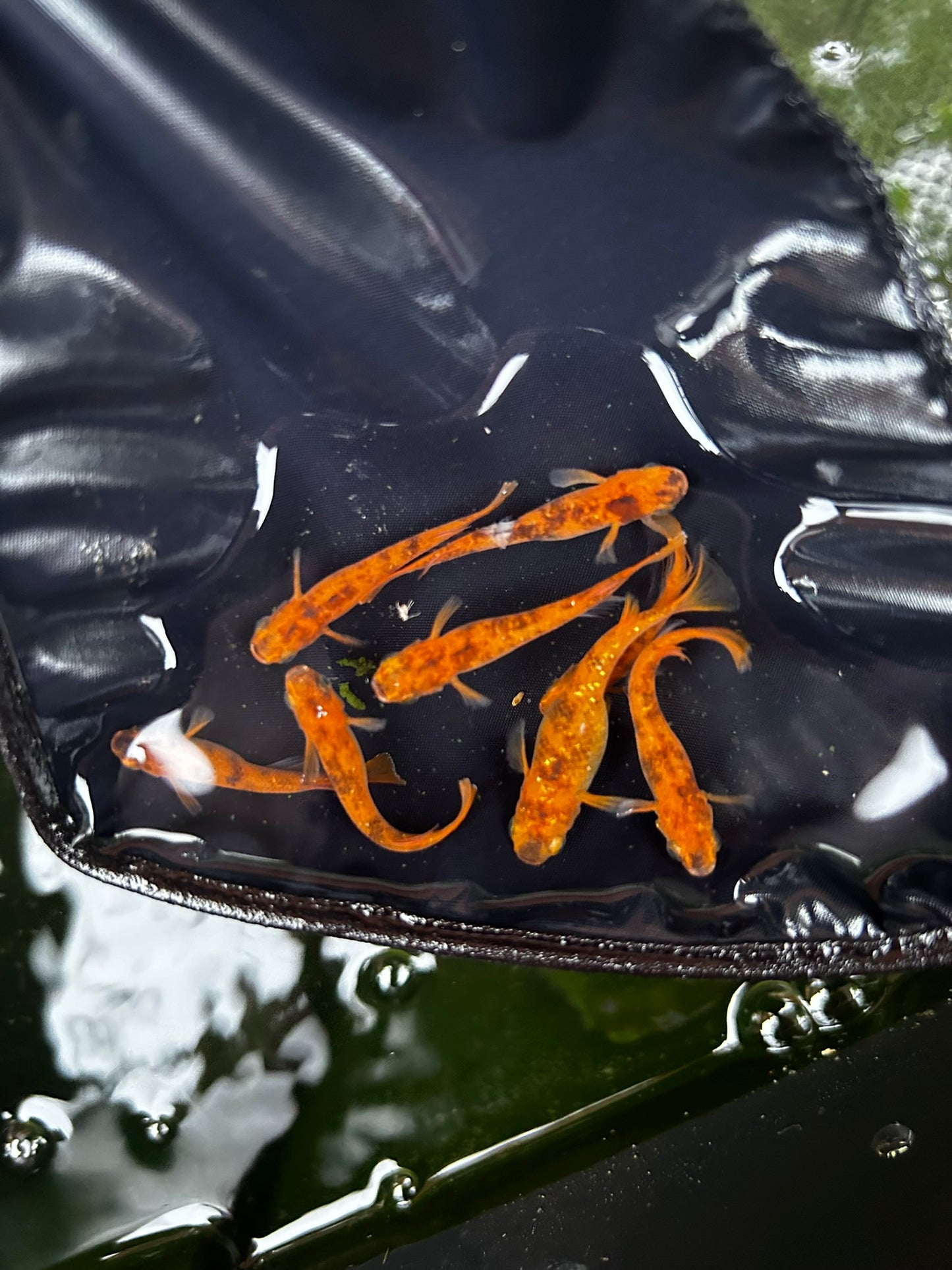 Red Tiger (Aka Tora) Medaka Rice Fish Eggs 10 fertilized eggs - US Bred