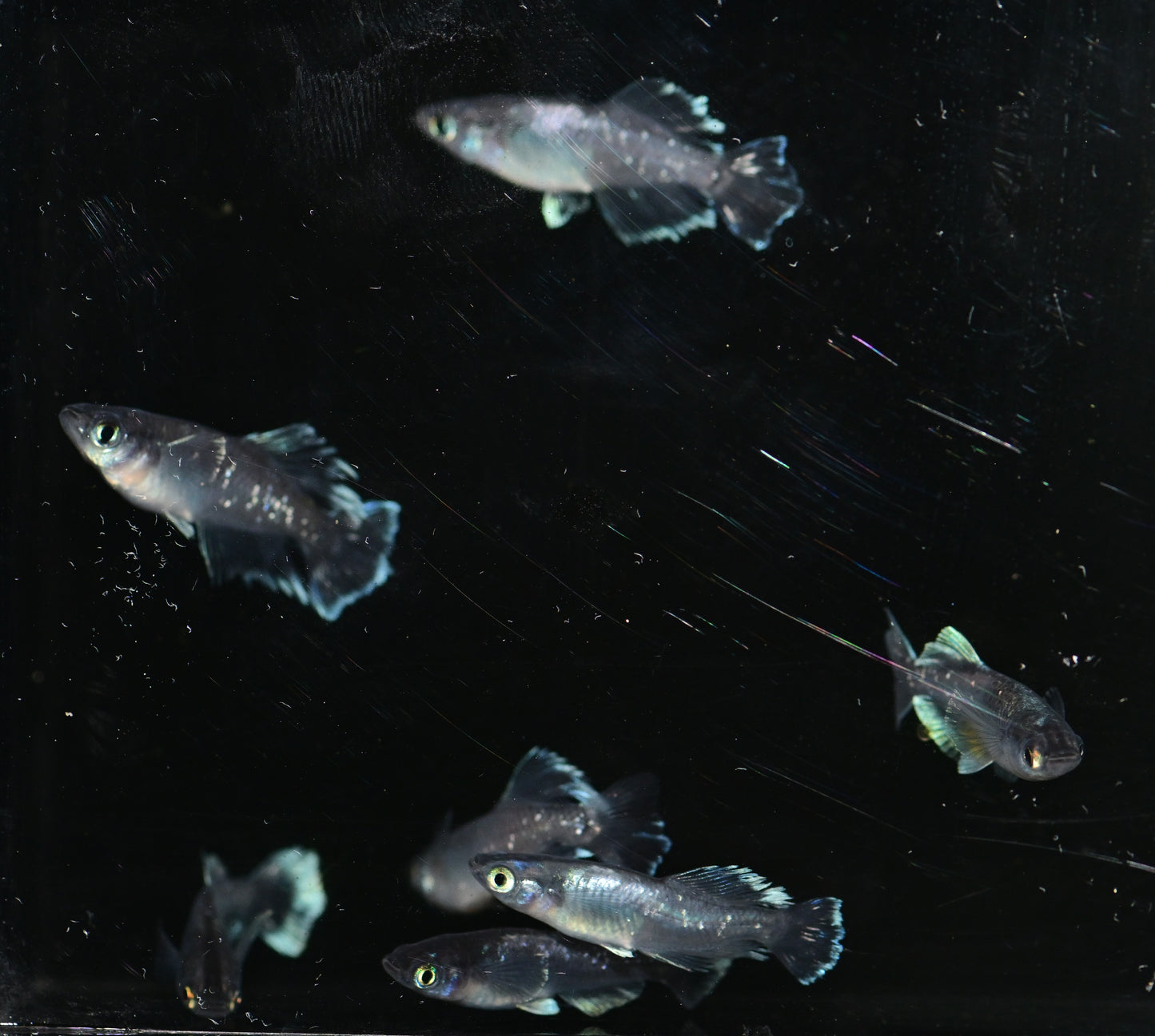 Black Reve Hikari Medaka Rice Fish Eggs 10 fertilized eggs - US Bred