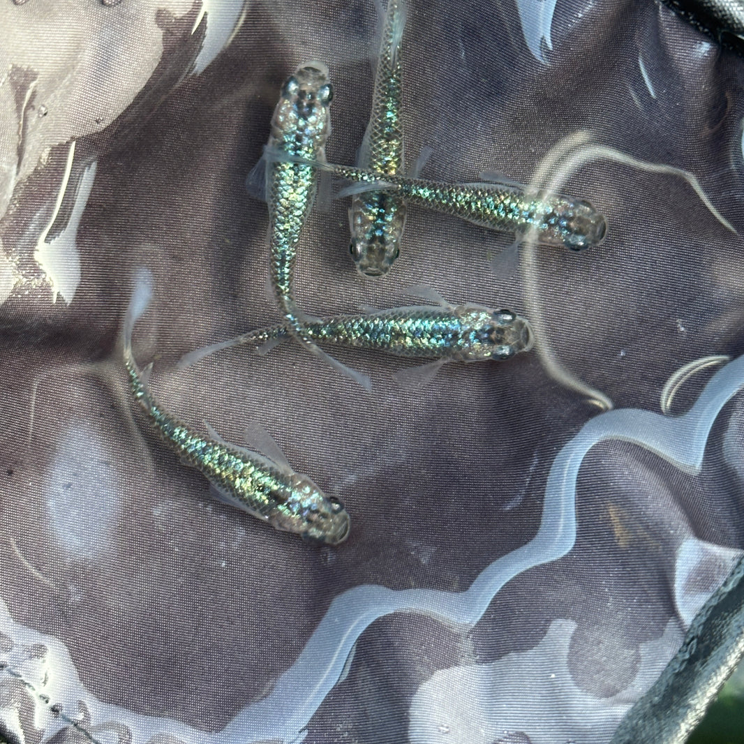 Specialized in Japanese Rice Fish, Medaka, Oryzias Latipes, Killifish ...