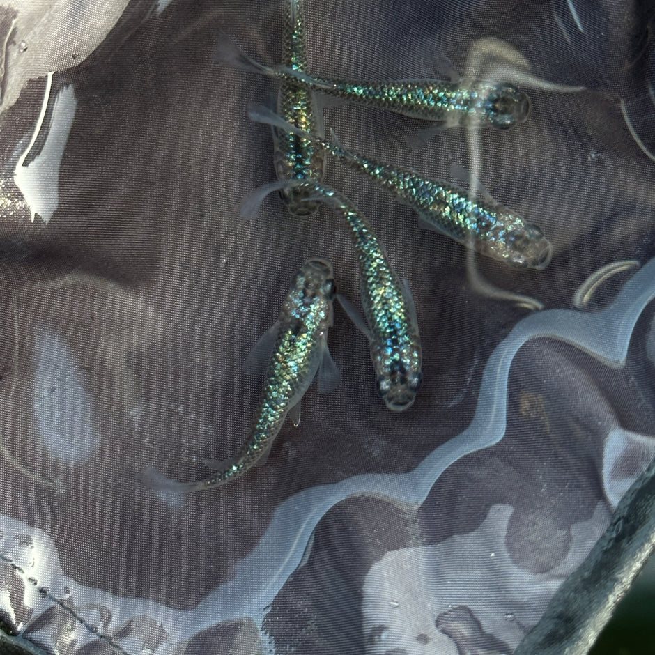 Specialized in Japanese Rice Fish, Medaka, Oryzias Latipes, Killifish ...