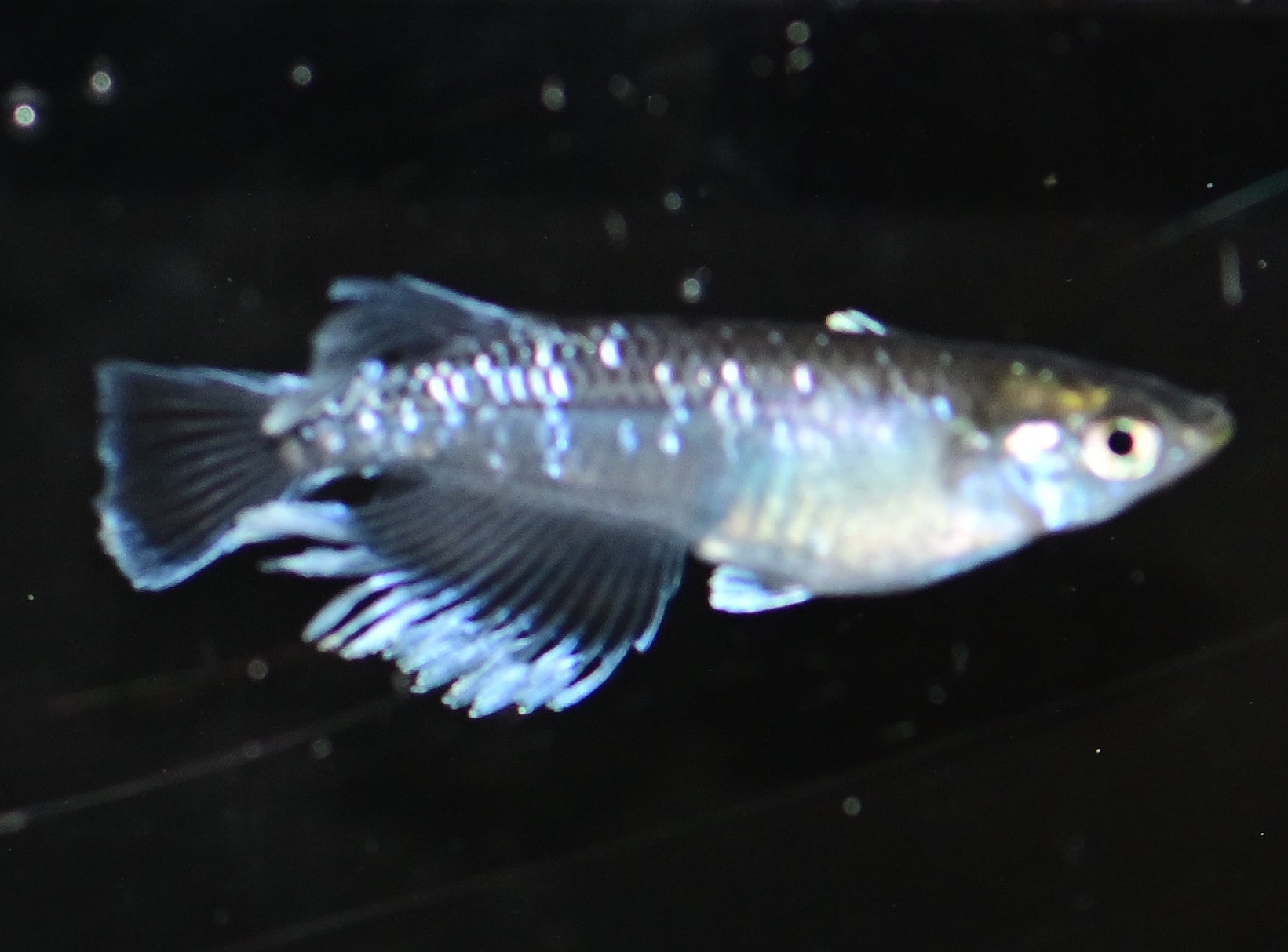 Specialized in Japanese Rice Fish, Medaka, Oryzias Latipes, Killifish ...