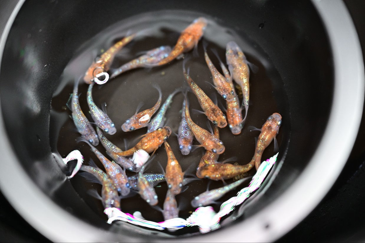 Gekka Daruma Medaka Rice Fish Eggs 10 fertilized eggs - US Bred – medakafix