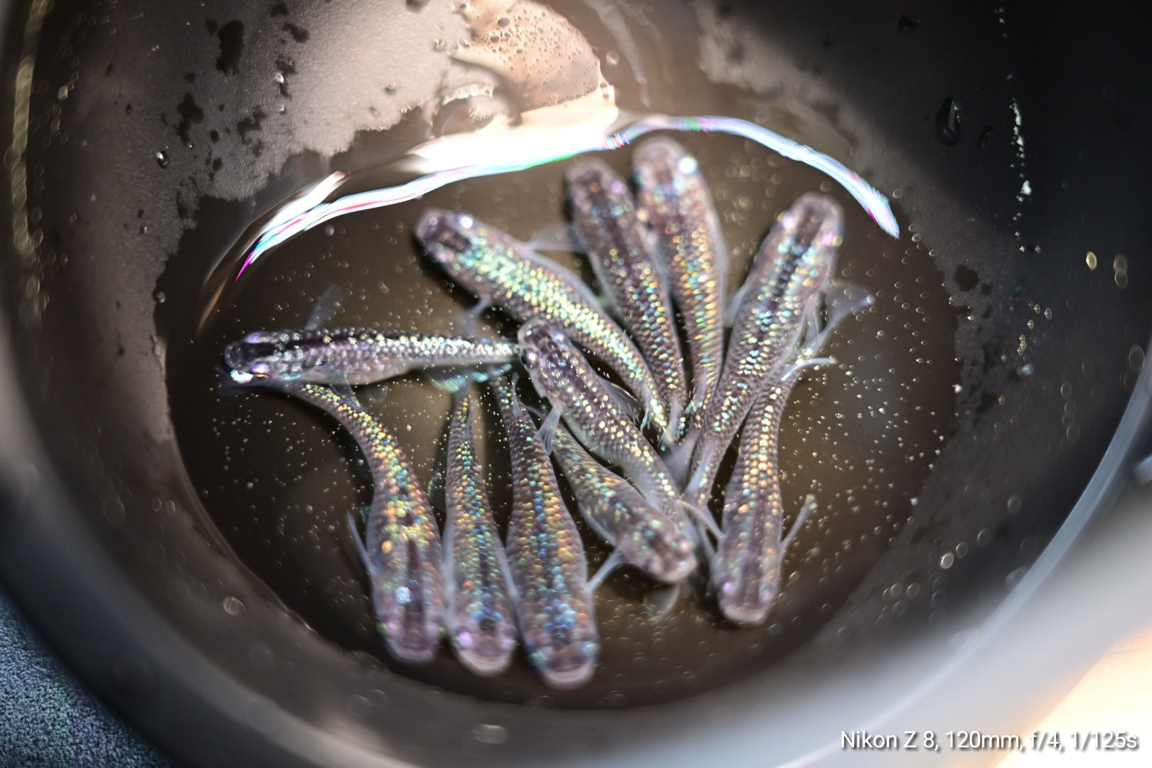 Specialized in Japanese Rice Fish, Medaka, Oryzias Latipes, Killifish ...