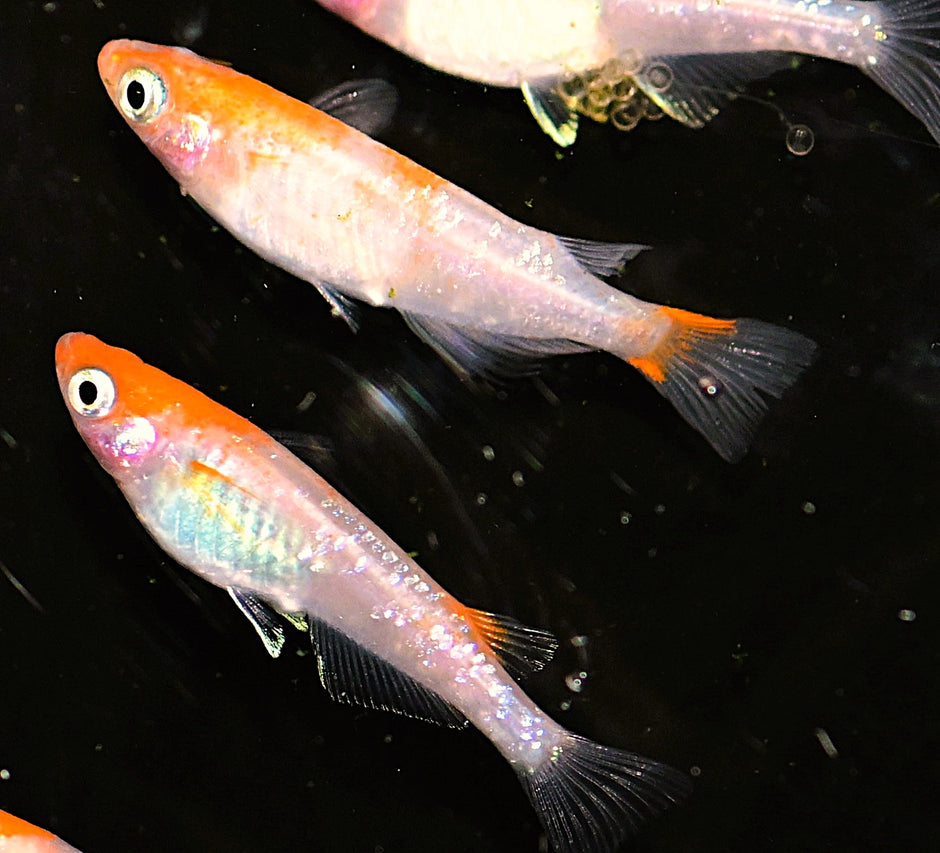 Specialized in Japanese Rice Fish, Medaka, Oryzias Latipes, Killifish